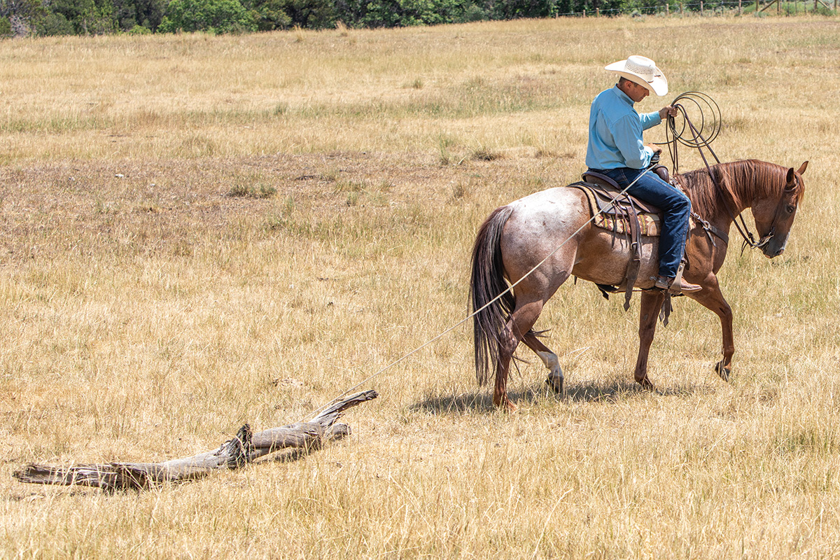 Educate Your Horse to Drag a Log