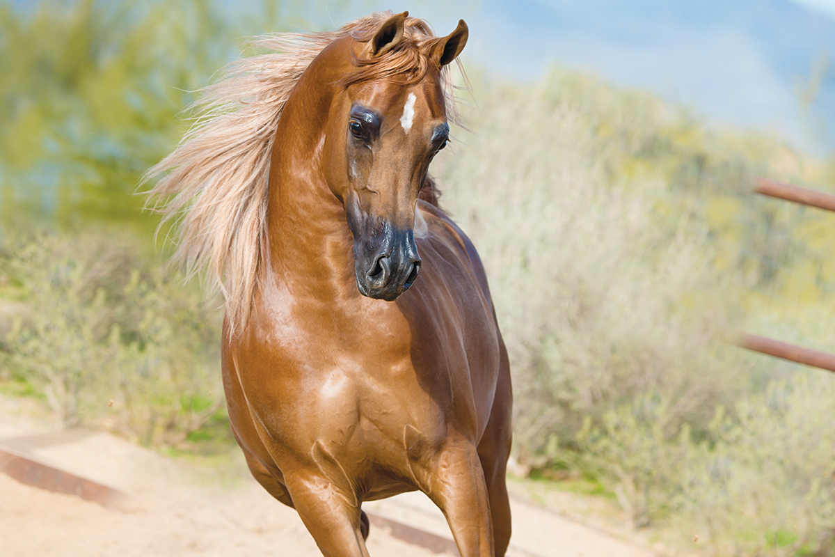 The Enduring Arabian – Horse Illustrated