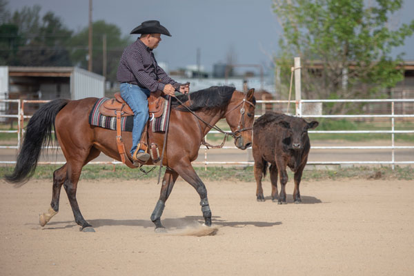 Introducing Your Horse to Cattle