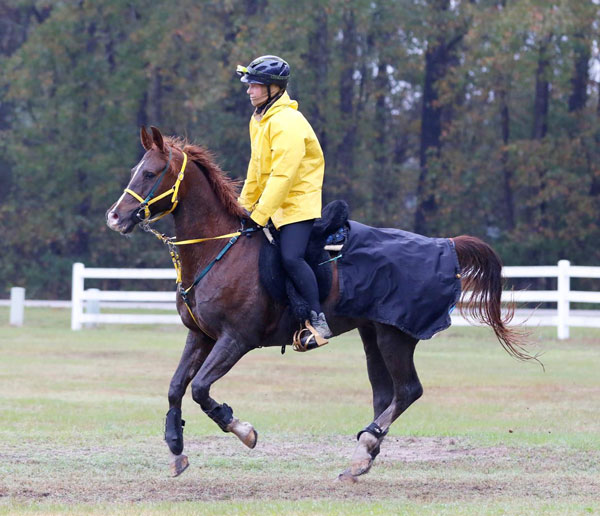 USEF Endurance Nationwide Championships Winners Launched