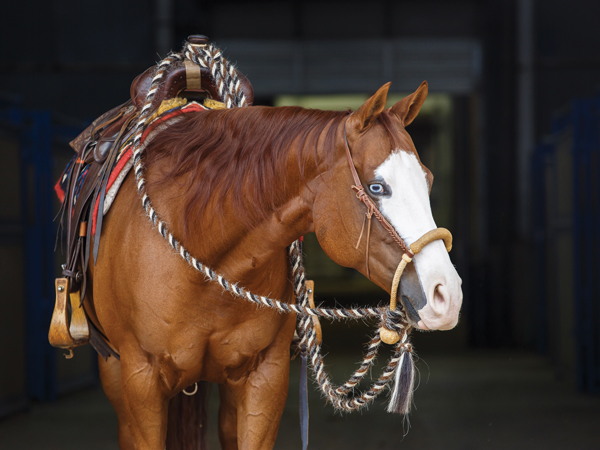 The Ins and Outs of 4 Sorts of Western Reins